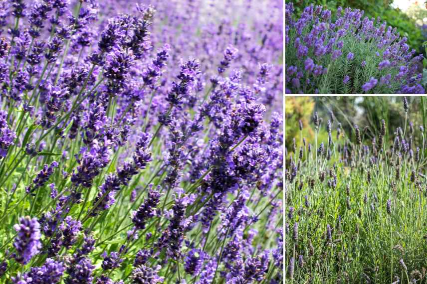 plantes vivaces de garrigue