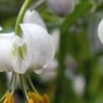 7 lys à fleurs blanches pour un jardin élégant