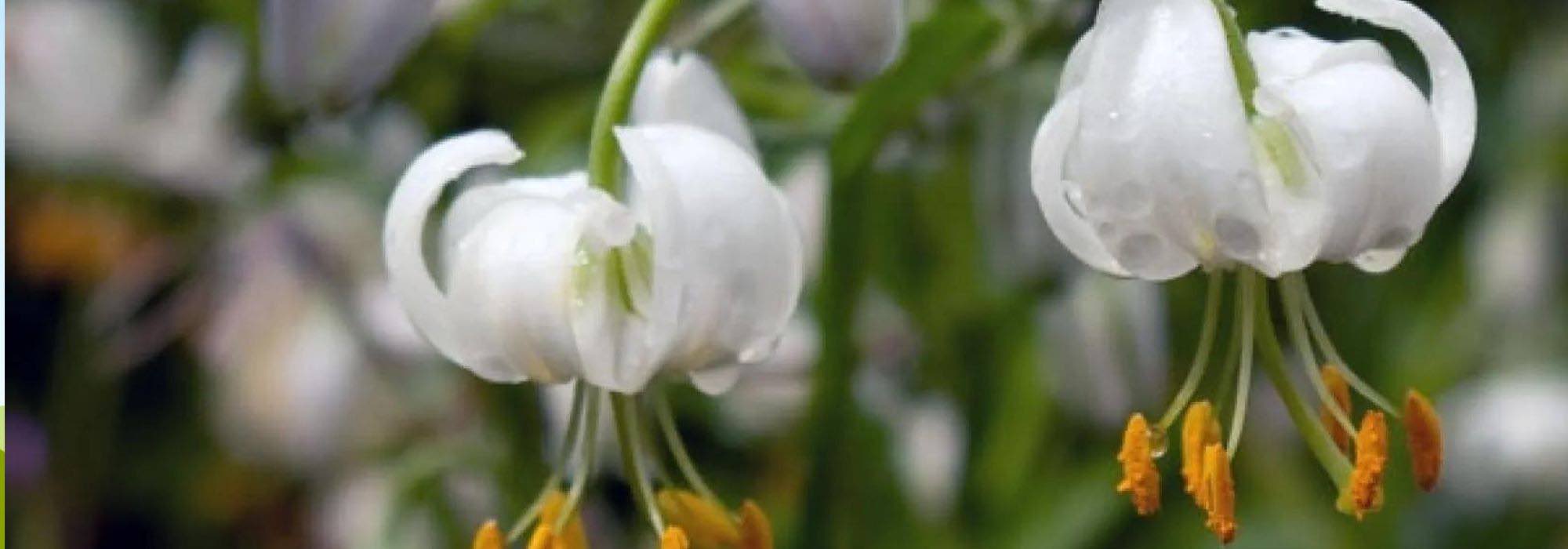 7 lys à fleurs blanches pour un jardin élégant