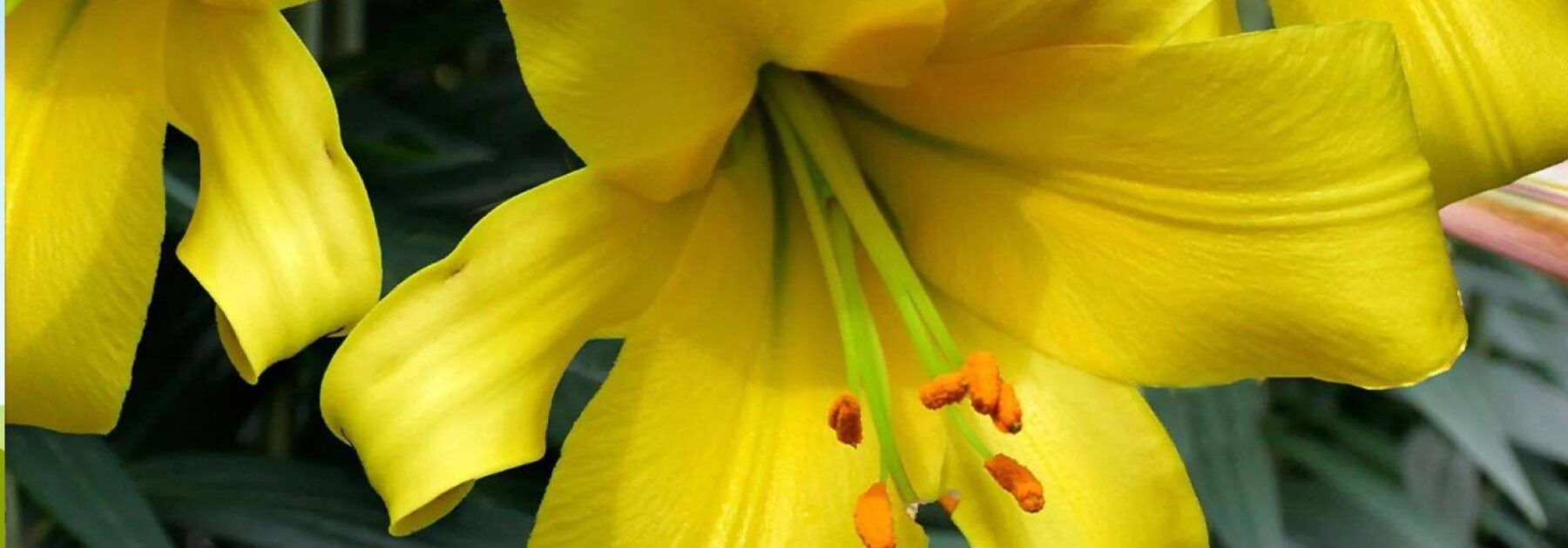 Les plus beaux lys à fleurs jaunes, pour un jardin éclatant !