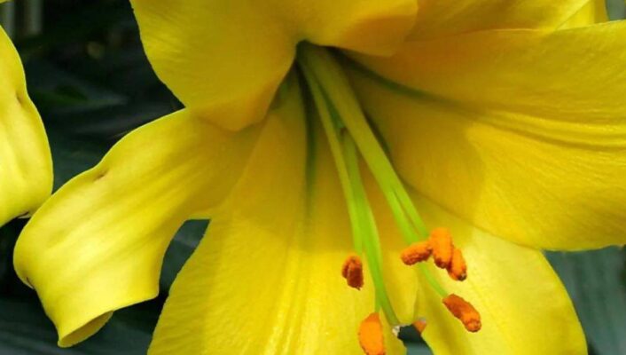 Les plus beaux lys à fleurs jaunes, pour un jardin éclatant !