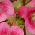 Les maladies et parasites de l’Anisodontea