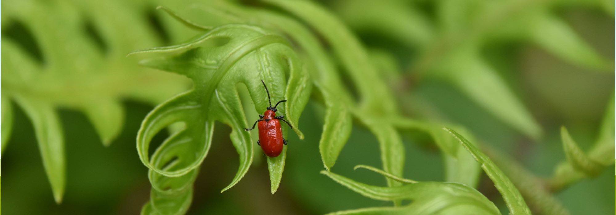 Comment protéger vos lys des maladies et parasites ?