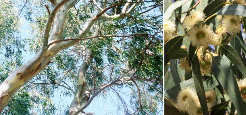 ombrage eucalyptus