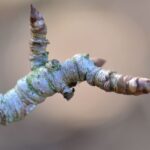 Savoir reconnaître les différents bourgeons et rameaux des fruitiers pour une taille réussie