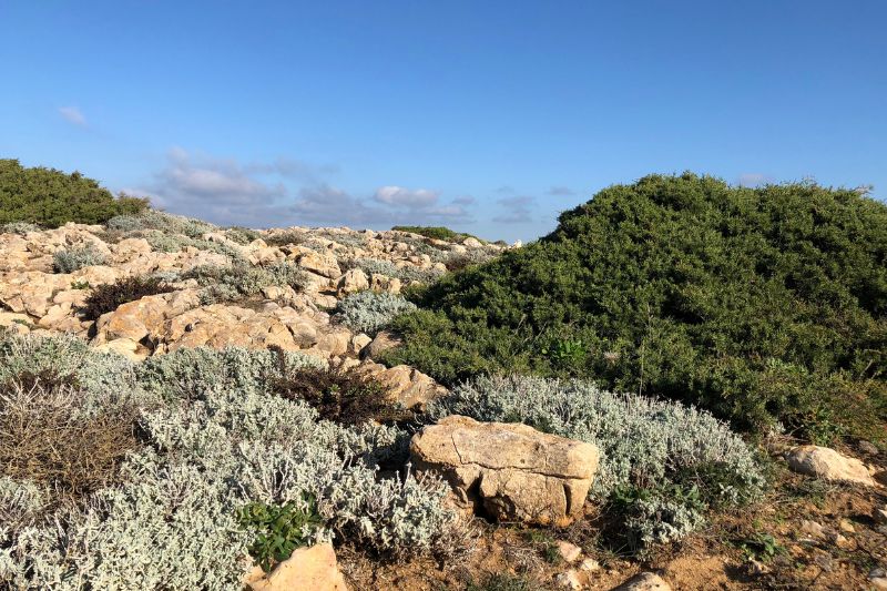 creer jardin region garrigue