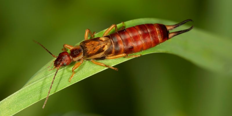 Forficula auricularia, un auxiliaire utile au jardin