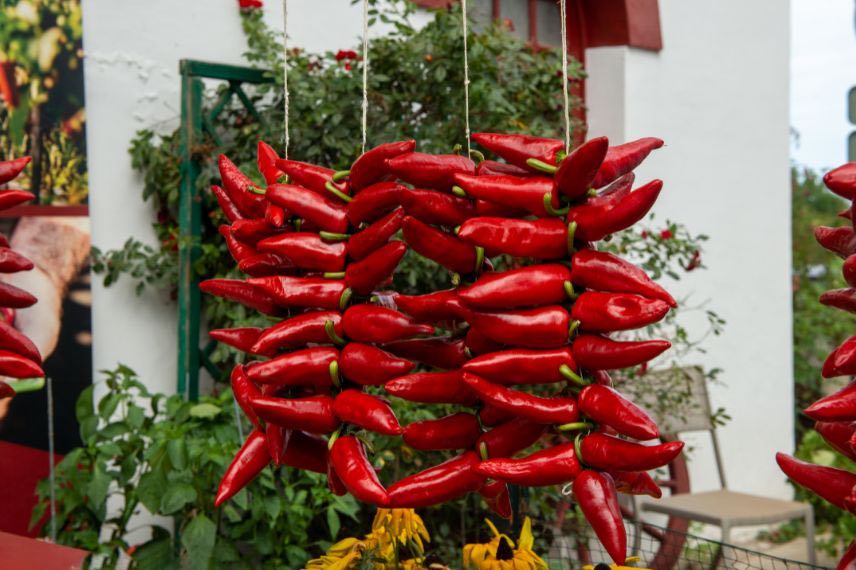 piments d'espelette rouge à sécher