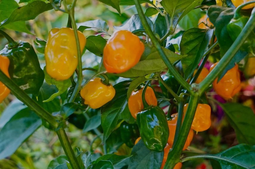 piment habanero orange sur plante