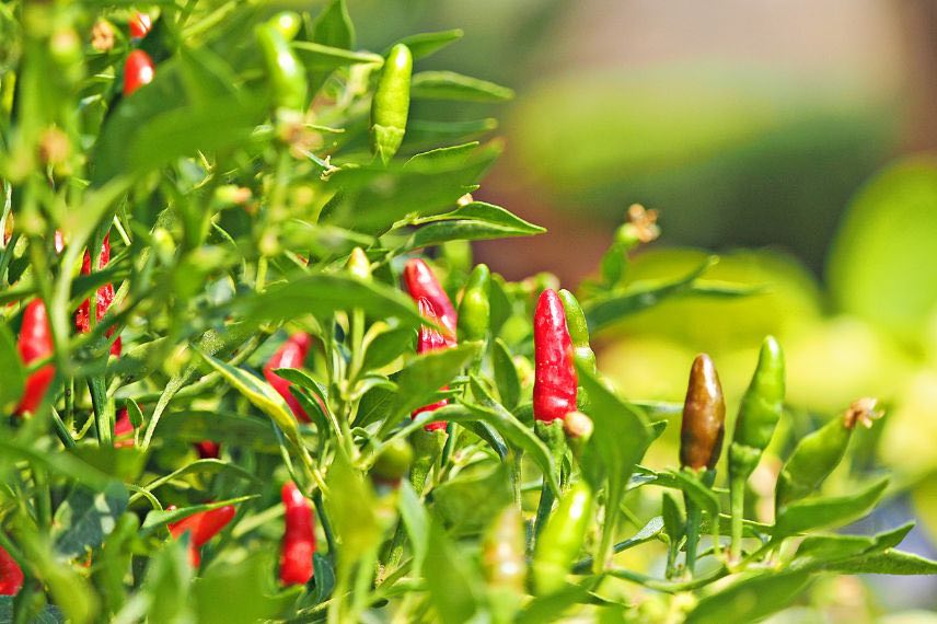 piments oiseau rouges sur la plante