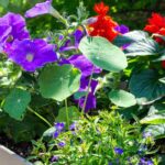 Plantes annuelles : tout savoir pour un jardin fleuri du printemps à l'automne