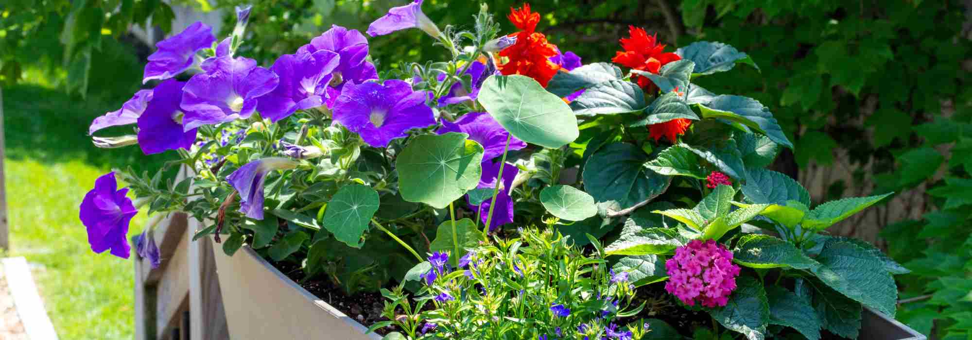 Plantes annuelles : tout savoir pour un jardin fleuri du printemps à l'automne