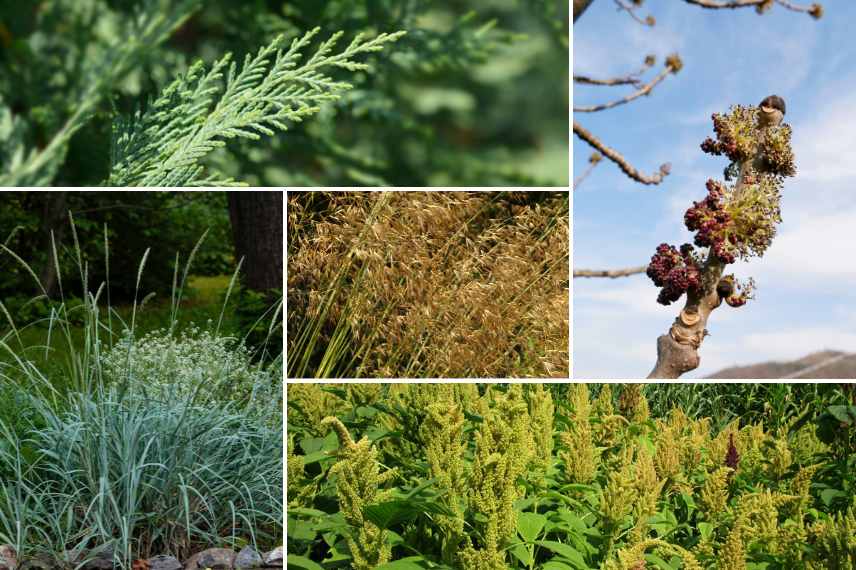 plantes allergisantes jardin sans pollen