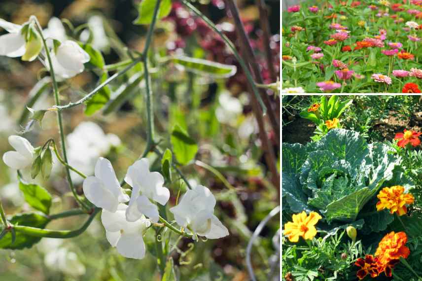 annuelles pour le potager, annuelles melliferes nectariferes