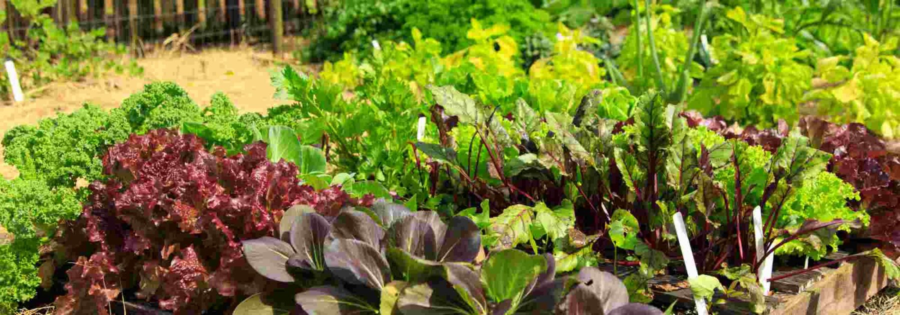 Comment transformer un terrain en friche en potager productif ?