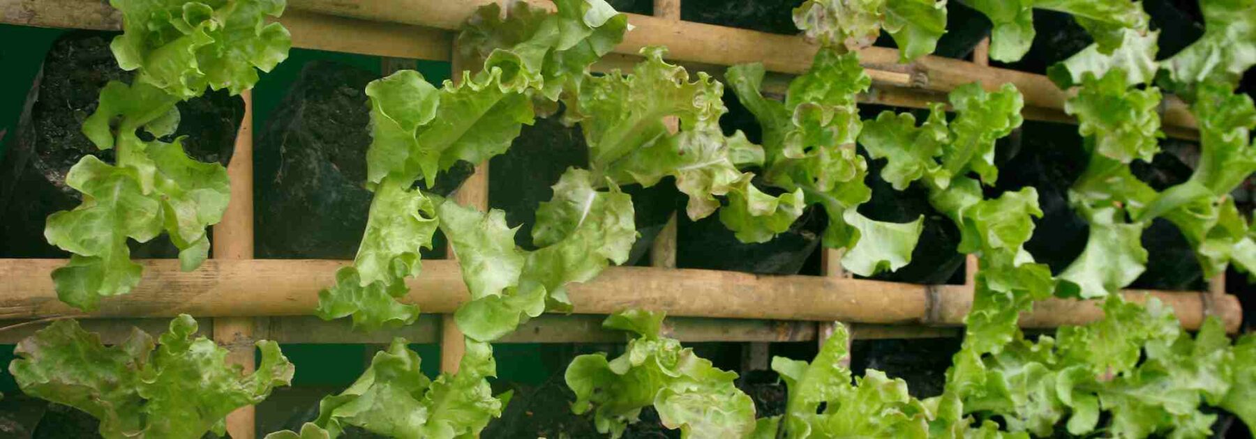 Le potager à la verticale : nos idées pour faire grimper vos cultures