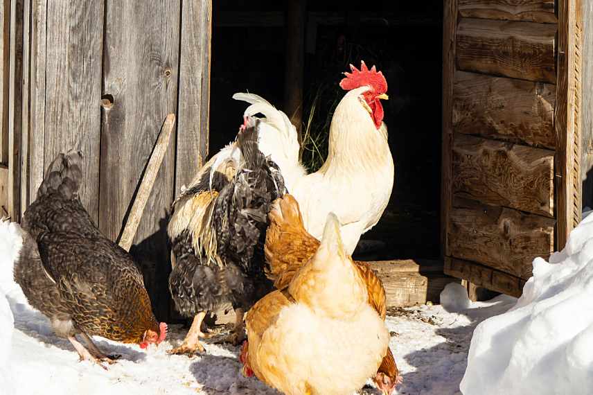 poules absence œufs hiver