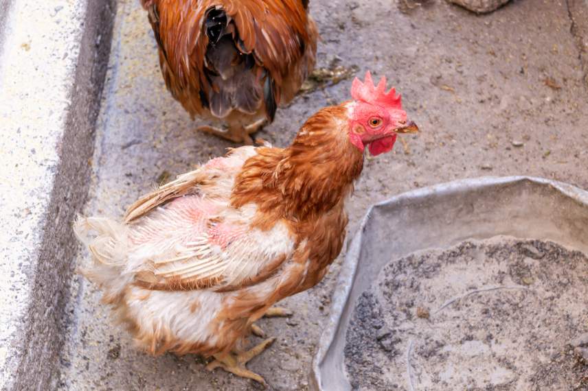 poule déplumée parasite