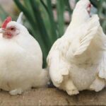 Parasites des poules : les identifier, les traiter, et prévenir leur apparition