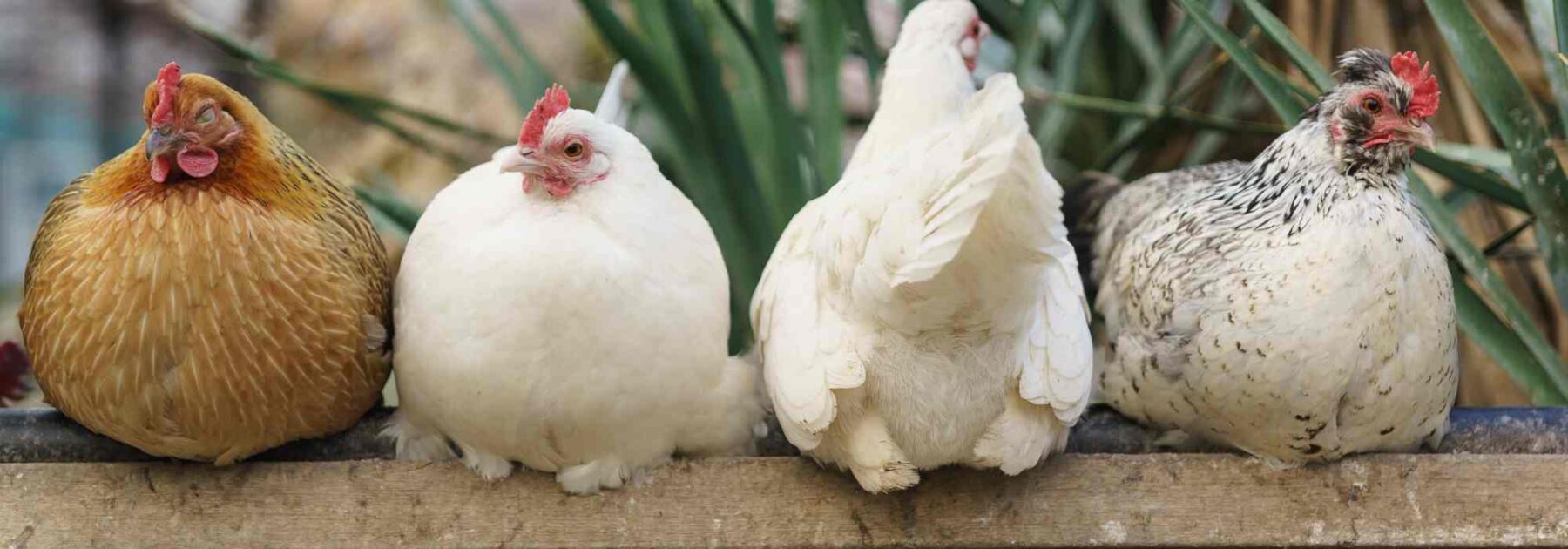 Parasites des poules : les identifier, les traiter, et prévenir leur apparition