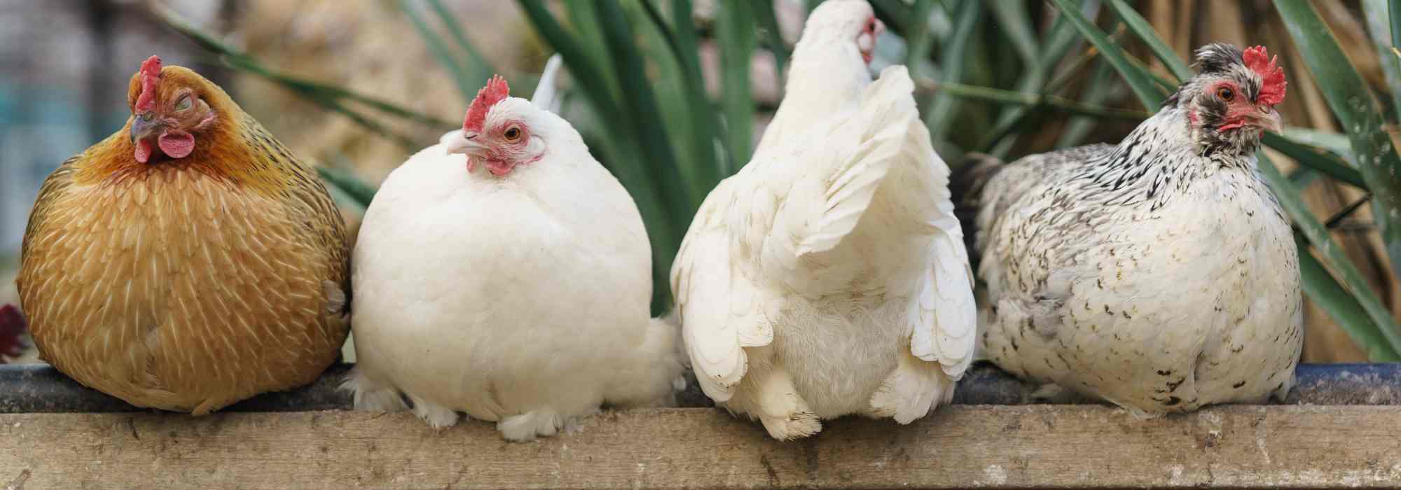 Parasites des poules : les identifier, les traiter, et prévenir leur apparition
