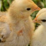 Comment nourrir ses poussins efficacement et naturellement ?