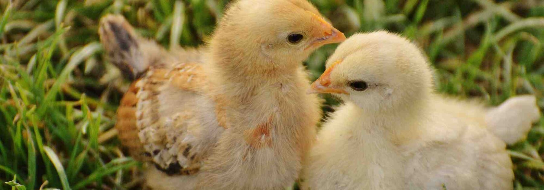 Comment nourrir ses poussins efficacement et naturellement ?