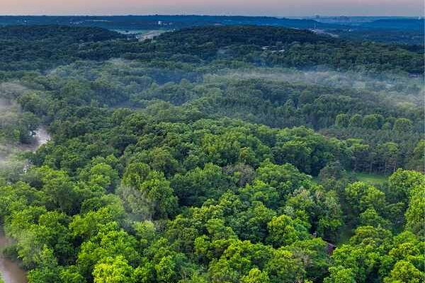 Puits de carbone : la solution naturelle contre le changement climatique ?