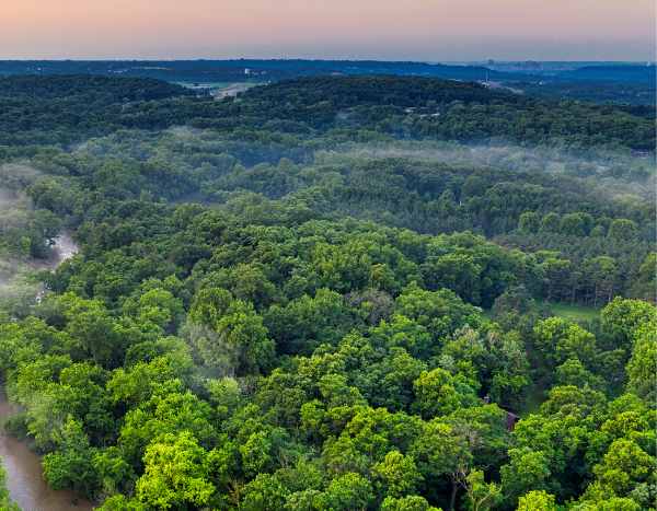 Puits de carbone : la solution naturelle contre le changement climatique ?