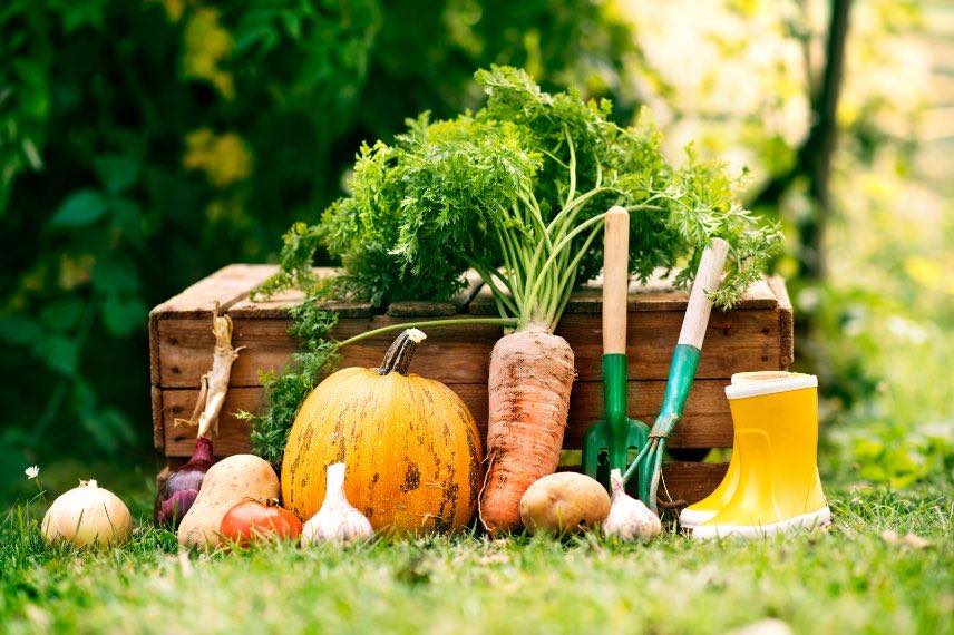 recolte de legumes au potager