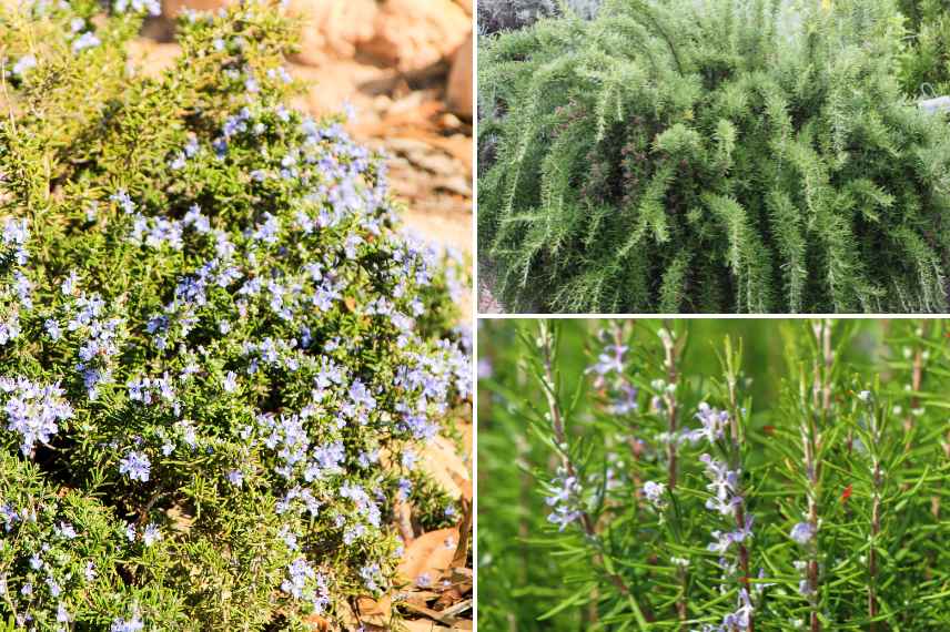 romarins garrigue