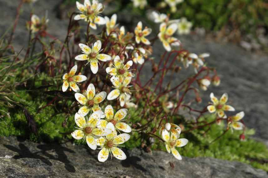 plantes lithophytes