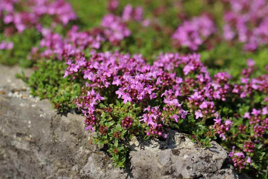 thym serpolet garrigue, Thymus serpyllum