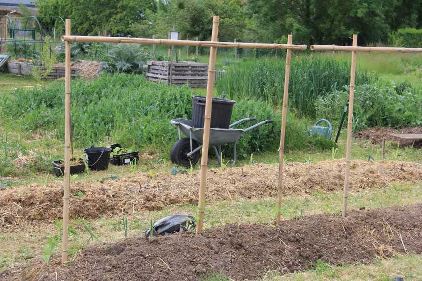 tuteurs bambou assemblés et plantés pour plantes