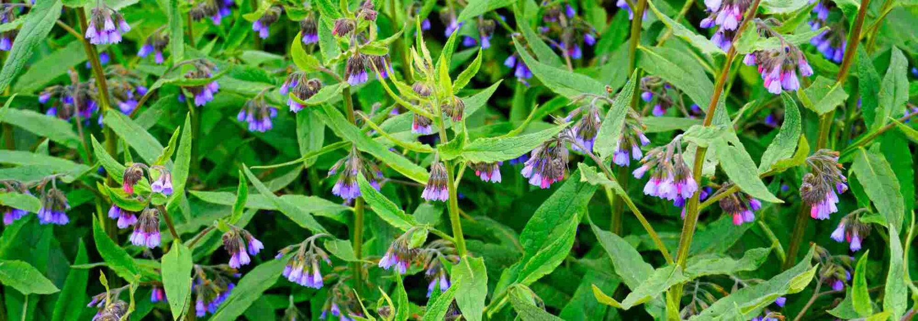 Comment et pourquoi utiliser la consoude au jardin et au potager ?