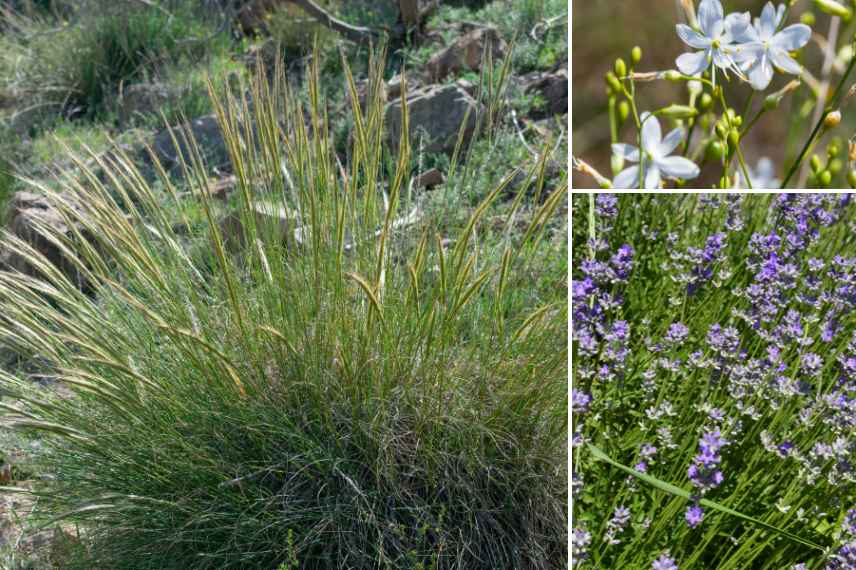 graminées vivaces pour garrigue