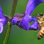 Jardinez malin avec les vivaces mellifères résistantes à la sécheresse