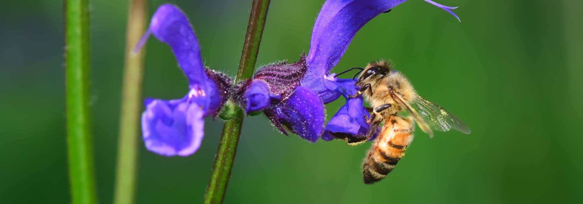 Jardinez malin avec les vivaces mellifères résistantes à la sécheresse