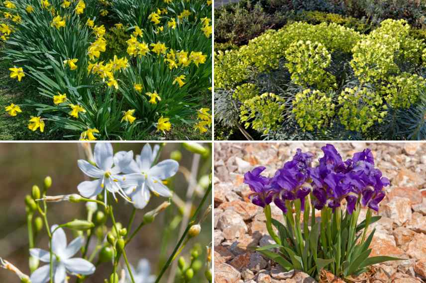 plantes fleuries pour jardin garrigue