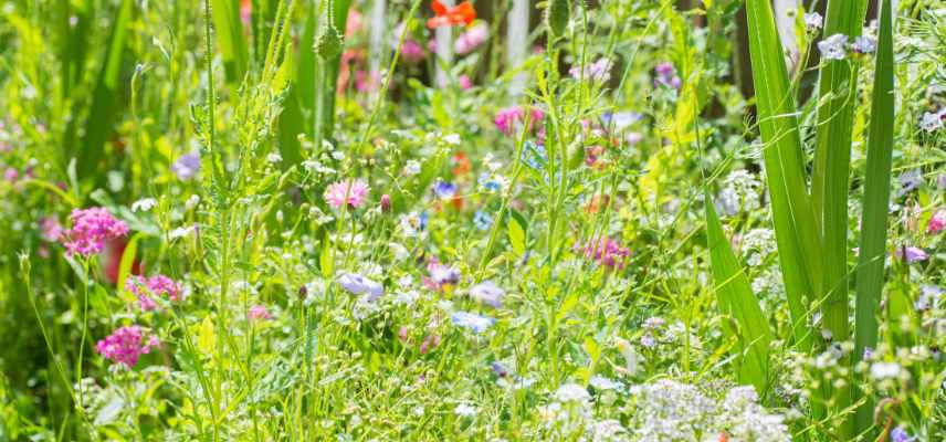 fleurir jardin plantes messicoles