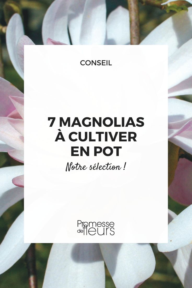 Magnolia stellata ‘Waterlily'
