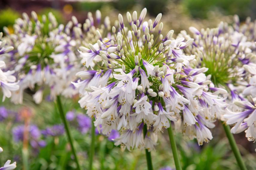 fleurs d'agapanthe 