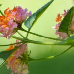 7 belles idées pour associer les Lantanas