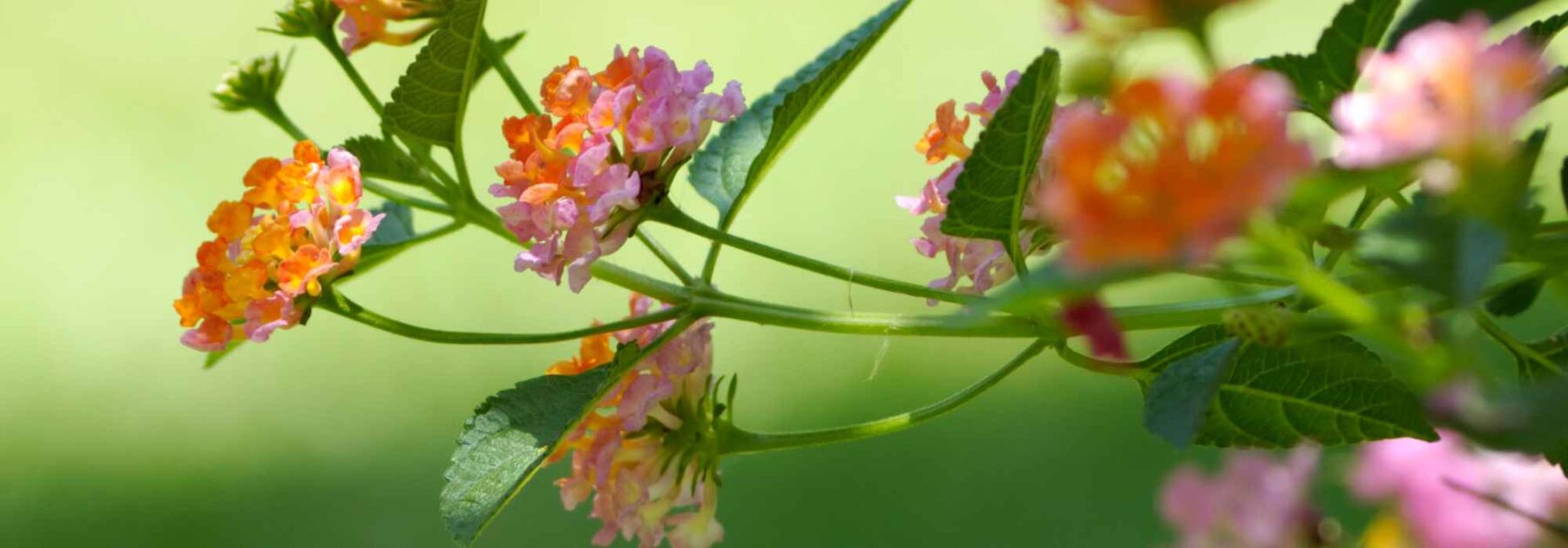 7 belles idées pour associer les Lantanas