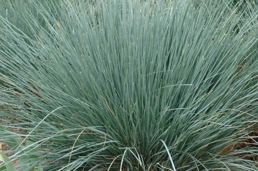 Avoine à feuillage bleu