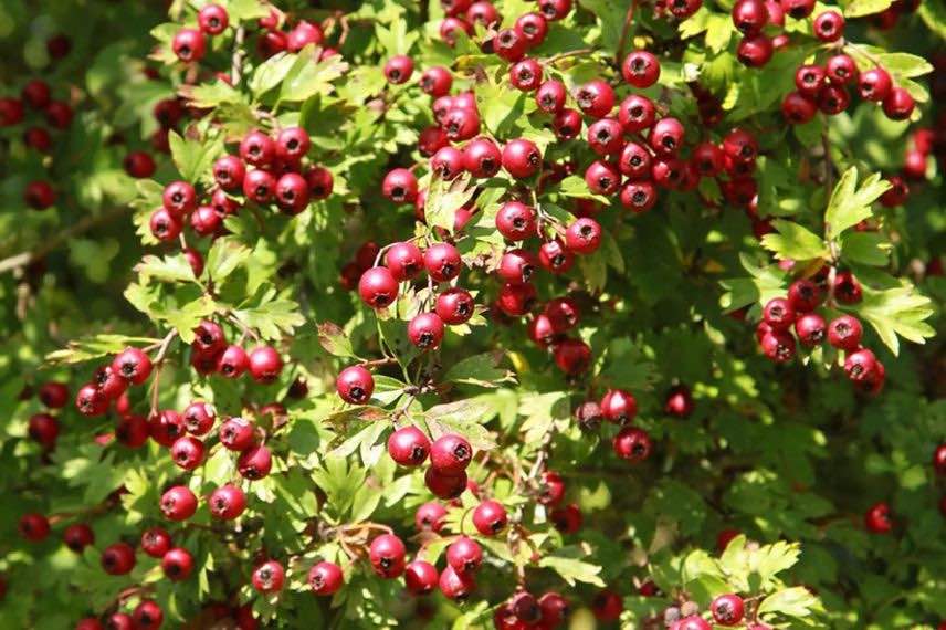 Fruits azerolier