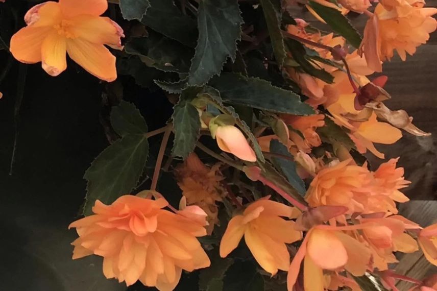 begonia à fleurs orange