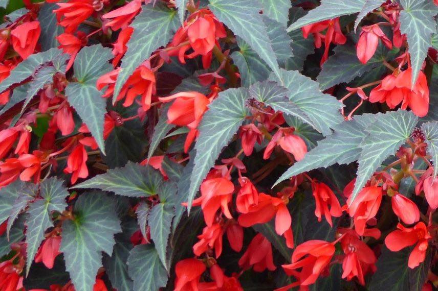 begonia à fleurs rouges