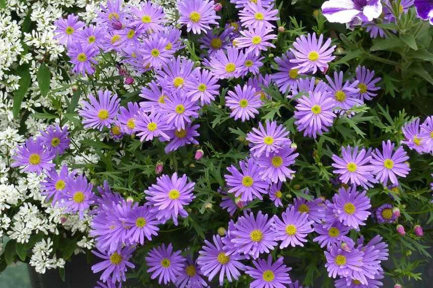 fleurs violettes de brachycome