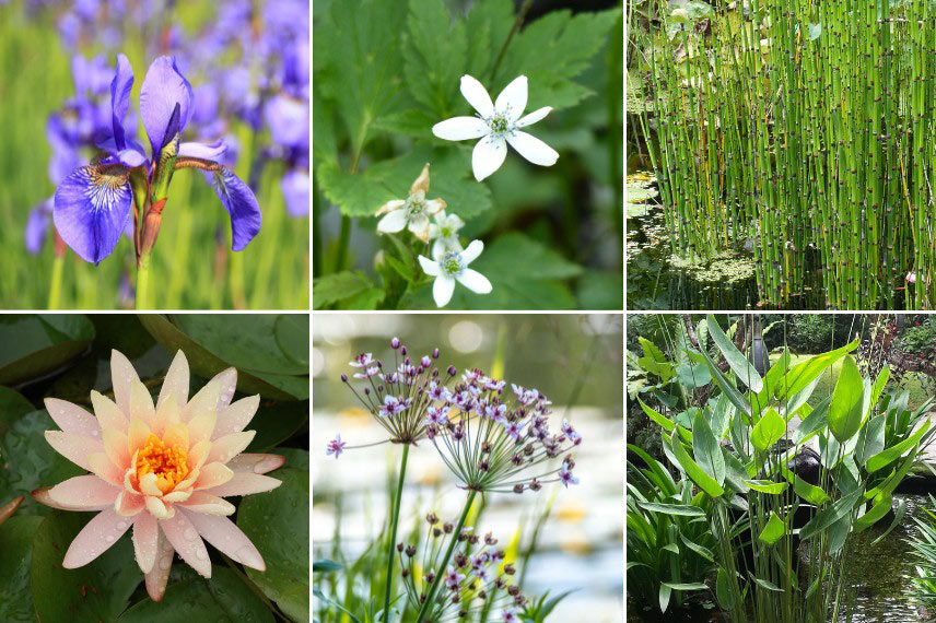 Quelles plantes choisir pour créer une bulle de fraicheur